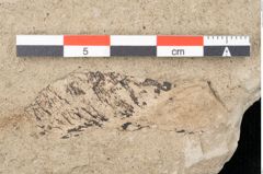 Foto (Detailansicht) von Acer platanoides Linne (NHMW-GEO-2024-0188-15015)